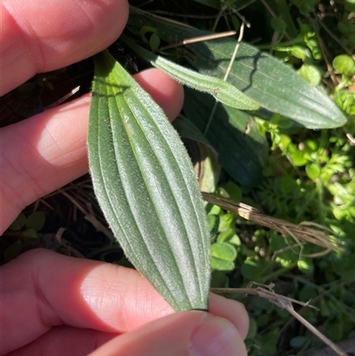Plantago lanceolata (Ribwort Plantain, Lamb's Tongues) at Dickson, ACT - 12 Sep 2025 by Lisa.Jok