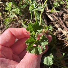 Malva parviflora (Little Mallow) at Dickson, ACT - 12 Sep 2025 by Lisa.Jok