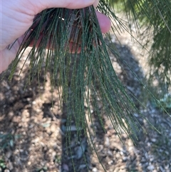 Casuarina cunninghamiana subsp. cunninghamiana (River She-Oak, River Oak) at Dickson, ACT - 12 Sep 2025 by Lisa.Jok