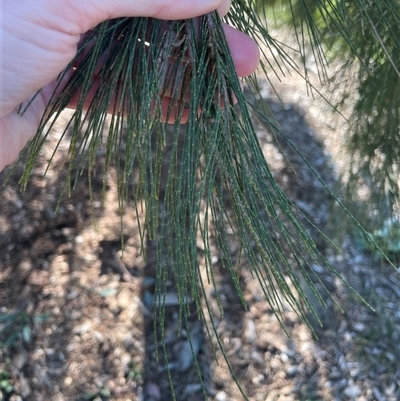 Casuarina cunninghamiana subsp. cunninghamiana (River She-Oak, River Oak) at Dickson, ACT - 12 Sep 2025 by Lisa.Jok