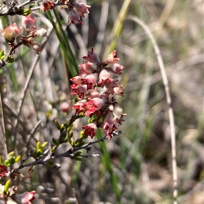 Cryptandra sp. Floriferous (W.R.Barker 4131) W.R.Barker at Campbell, ACT - 13 Sep 2025 by SilkeSma
