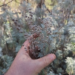 Artemisia arborescens (Tree Wormwood) at Campbell, ACT - 13 Sep 2025 by Amahon