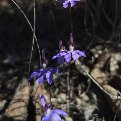 Caladenia caerulea (Blue Fingers, Blue Fairies) at Carwoola, NSW - 13 Sep 2025 by Csteele4