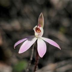 Caladenia fuscata (Dusky Fingers) at Carwoola, NSW - 13 Sep 2025 by Csteele4