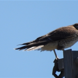 Falco berigora (Brown Falcon) at Macgregor, ACT - 12 Sep 2025 by LD12