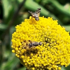 Austrotephritis poenia (Australian Fruit Fly) at Whitlam, ACT - 13 Sep 2025 by sangio7