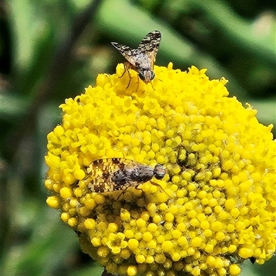Austrotephritis poenia (Australian Fruit Fly) at Whitlam, ACT - 13 Sep 2025 by sangio7