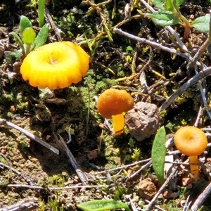 Lichenomphalia chromacea (Yellow Navel) at Whitlam, ACT - 13 Sep 2025 by sangio7