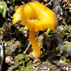 Lichenomphalia chromacea at Whitlam, ACT - 13 Sep 2025 11:28 AM