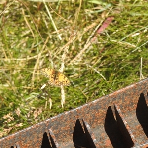 Unverified Nymph (Nymphalidae) at Kosciuszko, NSW - 29 Jan 2025 by Liam.m