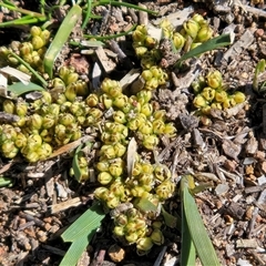 Lomandra bracteata (Small Matrush) at Whitlam, ACT - 13 Sep 2025 by sangio7