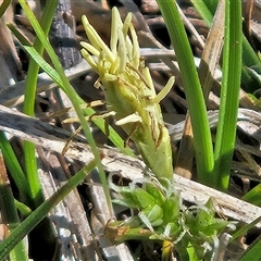 Carex breviculmis (Short-Stem Sedge) at Whitlam, ACT - 13 Sep 2025 by sangio7