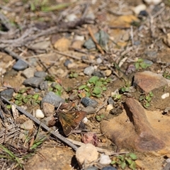 Dispar compacta at Barren Grounds, NSW - 19 Nov 2023 by Liam.m