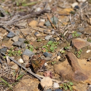 Dispar compacta at Barren Grounds, NSW - 19 Nov 2023 by Liam.m