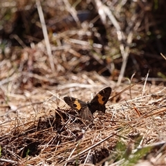 Tisiphone abeona (Varied Sword-grass Brown) at Barren Grounds, NSW - 19 Nov 2023 by Liam.m