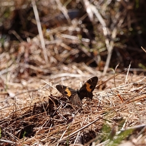 Tisiphone abeona (Varied Sword-grass Brown) at Barren Grounds, NSW - 19 Nov 2023 by Liam.m