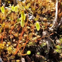 Rosulabryum campylothecium at Whitlam, ACT - 13 Sep 2025 by sangio7