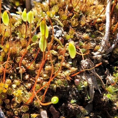 Rosulabryum campylothecium at Whitlam, ACT - 13 Sep 2025 by sangio7