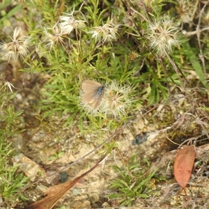 Unverified Blue or Copper (Lycaenidae) at Tharwa, ACT - 10 Apr 2021 by Liam.m