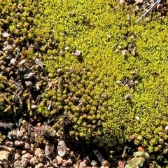 Barbula sp. at Hawker, ACT - 13 Sep 2025 by sangio7