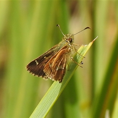 Dispar compacta at Carwoola, NSW - 6 Feb 2022 by Liam.m