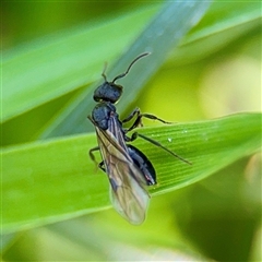 Formicidae (family) (Unidentified ant) at Casey, ACT - 13 Sep 2025 by Hejor1