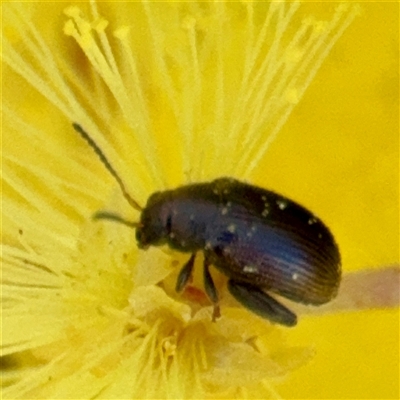 Alticini (tribe) (Unidentified flea beetle) at Casey, ACT - 13 Sep 2025 by Hejor1