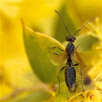 Formicidae (family) (Unidentified ant) at Casey, ACT - 13 Sep 2025 by Hejor1