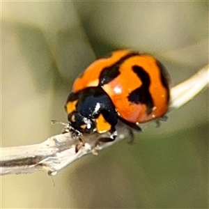 Coccinella transversalis (Transverse Ladybird) at Casey, ACT - 13 Sep 2025 by Hejor1