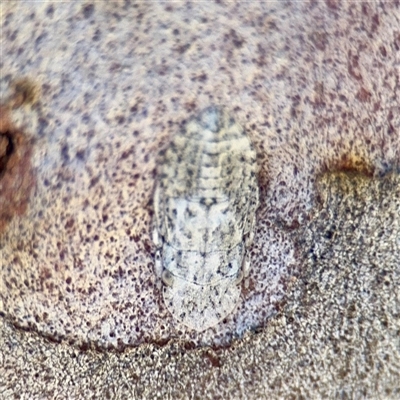 Ledromorpha planirostris (A leafhopper) at Casey, ACT - 13 Sep 2025 by Hejor1