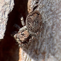 Servaea sp. (genus) (Unidentified Servaea jumping spider) at Casey, ACT - 13 Sep 2025 by Hejor1