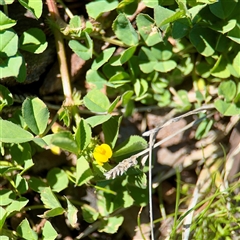 Medicago polymorpha (Burr Medic) at Casey, ACT - 13 Sep 2025 by Hejor1