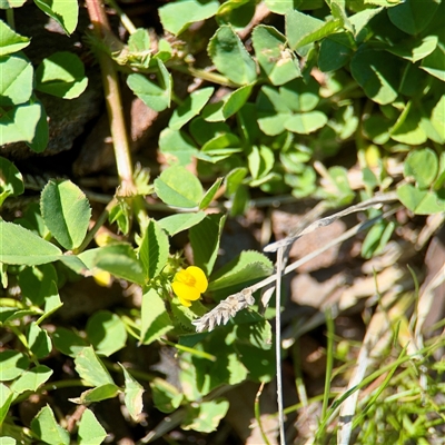 Medicago polymorpha (Burr Medic) at Casey, ACT - 13 Sep 2025 by Hejor1