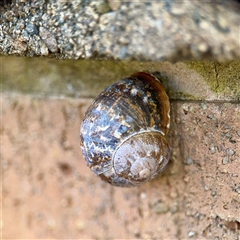 Cornu aspersum (Common Garden Snail) at Casey, ACT - 13 Sep 2025 by Hejor1