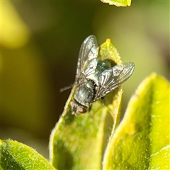Calliphoridae (family) (Unidentified blowfly) at Casey, ACT - 13 Sep 2025 by Hejor1