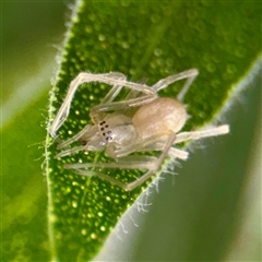 Cheiracanthiidae (family) (Sac spiders) at Casey, ACT - 13 Sep 2025 by Hejor1
