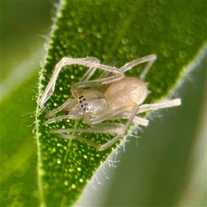Cheiracanthiidae (family) (Sac spiders) at Casey, ACT - 13 Sep 2025 by Hejor1