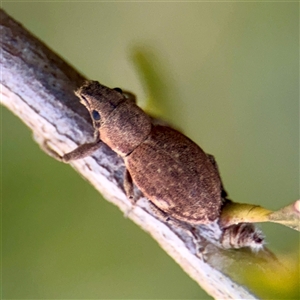 Naupactus cervinus (Fuller's rose weevil) at Casey, ACT - 13 Sep 2025 by Hejor1