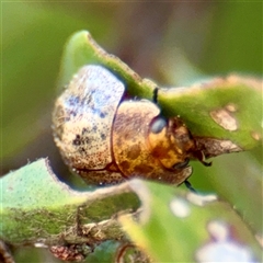 Paropsini sp. (tribe) (Unidentified paropsine leaf beetle) at Casey, ACT - 13 Sep 2025 by Hejor1