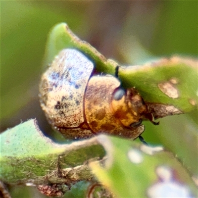 Paropsini sp. (tribe) (Unidentified paropsine leaf beetle) at Casey, ACT - 13 Sep 2025 by Hejor1