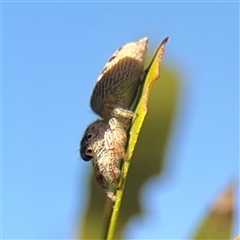 Opisthoncus sp. (genus) (Opisthoncus jumping spider) at Casey, ACT - 13 Sep 2025 by Hejor1