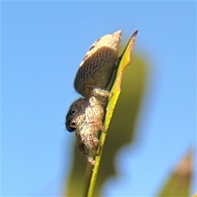 Opisthoncus sp. (genus) (Opisthoncus jumping spider) at Casey, ACT - 13 Sep 2025 by Hejor1