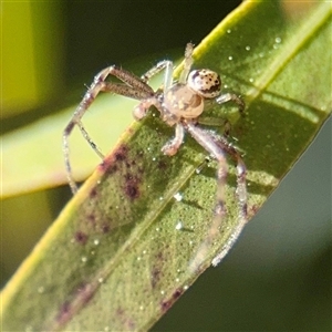 Australomimetus sp. (genus) (Unidentified Pirate spider) at Casey, ACT - 13 Sep 2025 by Hejor1