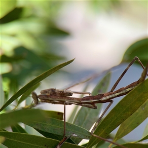 Archimantis latistyla at Casey, ACT - 13 Sep 2025 by Hejor1