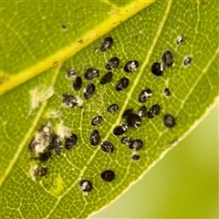 Aleuroctarthrus (genus) (A whitefly) at Casey, ACT - 13 Sep 2025 by Hejor1