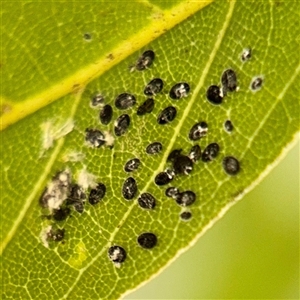 Aleuroctarthrus (genus) (A whitefly) at Casey, ACT - 13 Sep 2025 by Hejor1