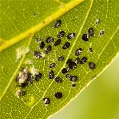Aleuroctarthrus (genus) (A whitefly) at Casey, ACT - 13 Sep 2025 by Hejor1