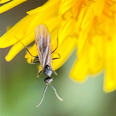 Formicidae (family) (Unidentified ant) at Casey, ACT - 13 Sep 2025 by Hejor1