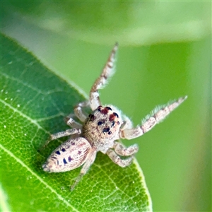 Opisthoncus sp. (genus) (Opisthoncus jumping spider) at Casey, ACT - 13 Sep 2025 by Hejor1