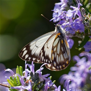 Belenois java (Caper White) at Harrison, ACT - 13 Sep 2025 by DPRees125